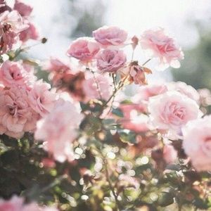 Meet your Posher, Ella